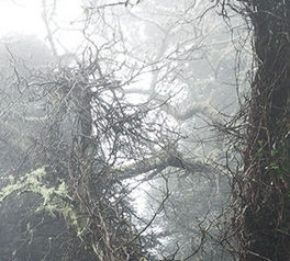 bosc